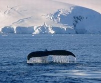 Expeditionskreuzfahrten - Südpolarregion, Antarktika-Expeditionen - Eine Walflosse ragt aus dem Wasser